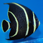 AquaMonitor icon