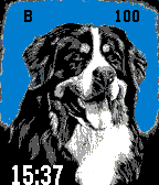 Bernese Mountain Dog icon