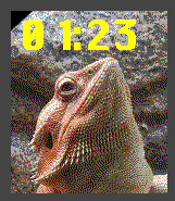 Bearded Dragon icon